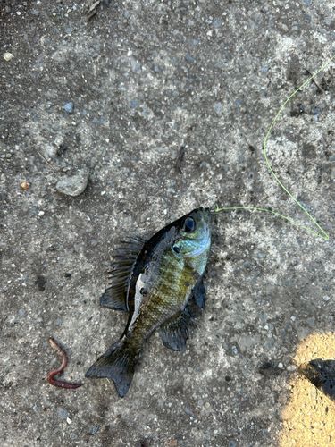 ブルーギルの釣果