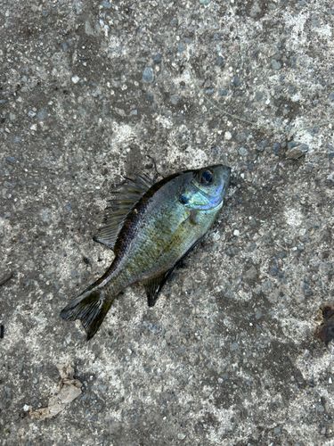 ブルーギルの釣果