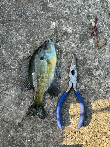 ブルーギルの釣果