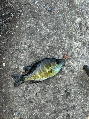 ブルーギルの釣果