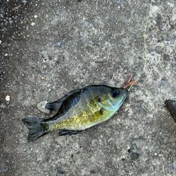 ブルーギル
