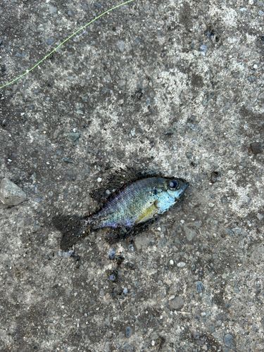 ブルーギルの釣果