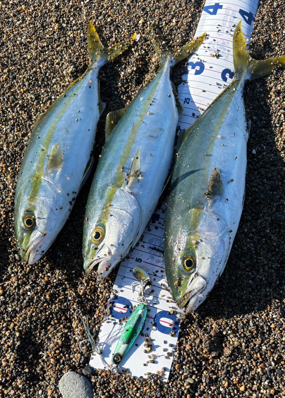 APIA グランデージ アトラス BLUE RUNNER 98Mの最安値・インプレ・釣果