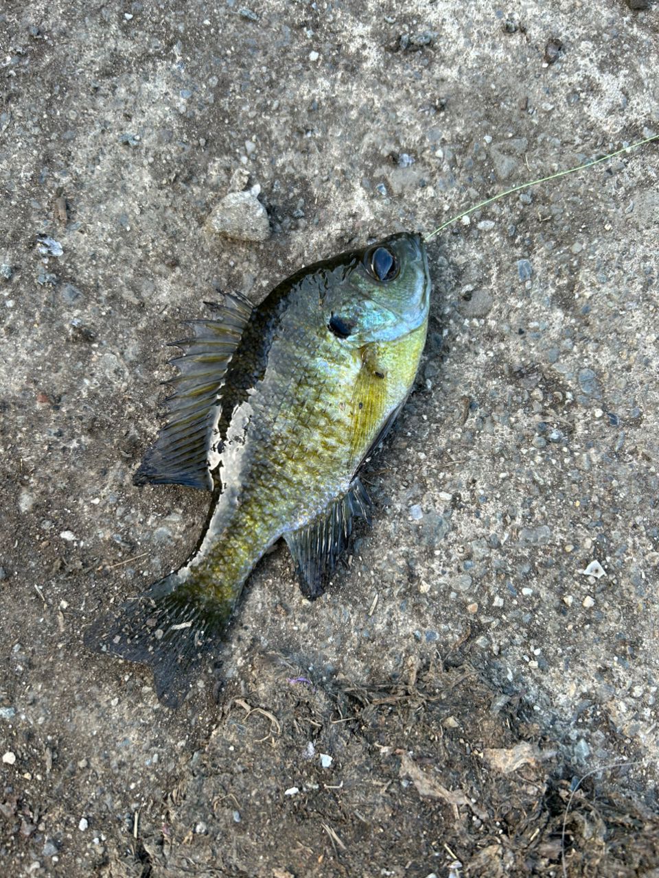 ブルーギル