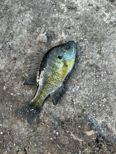 ブルーギルの釣果