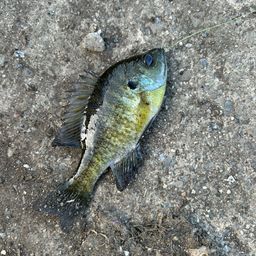 ブルーギル