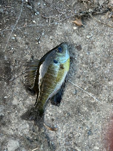 ブルーギルの釣果