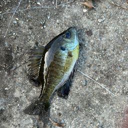 ブルーギル