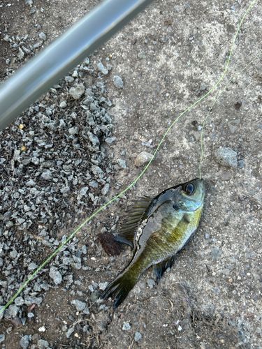 ブルーギルの釣果