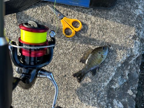 ブルーギルの釣果