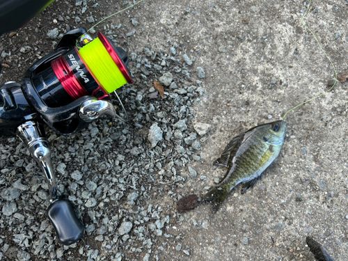 ブルーギルの釣果