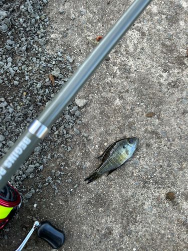 ブルーギルの釣果