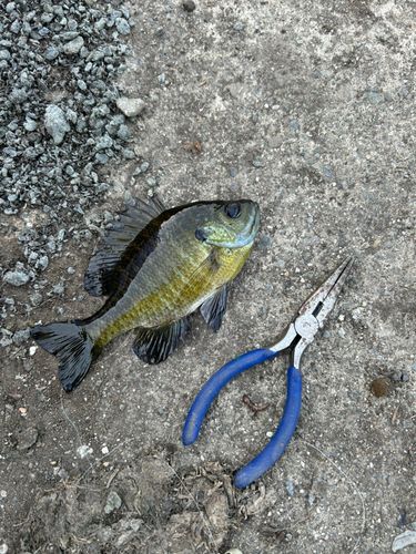 ブルーギルの釣果