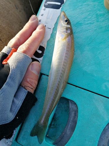 シロギスの釣果