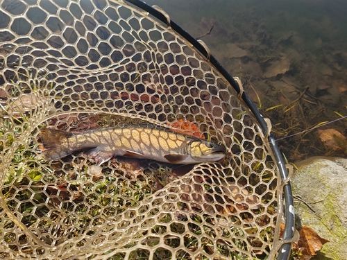 トラウトの釣果