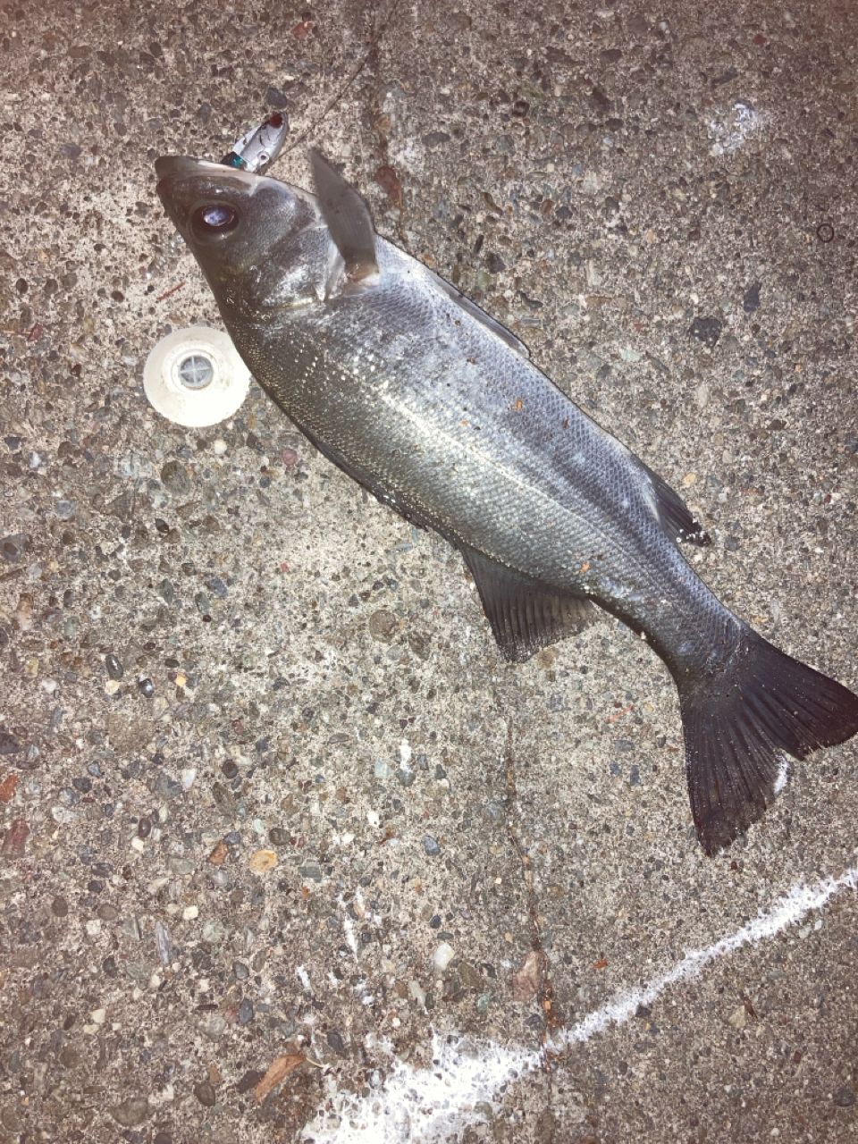 セイゴ（ヒラスズキ）