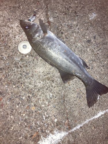 セイゴ（ヒラスズキ）の釣果