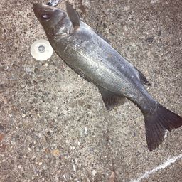 セイゴ（ヒラスズキ）