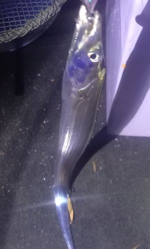 タチウオの釣果