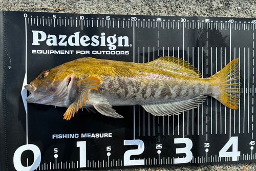 アイナメの釣果