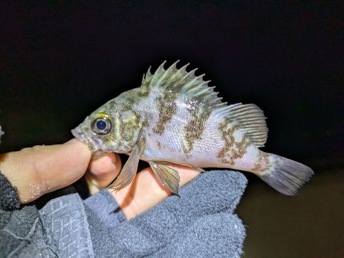 金沢水際線緑地（福浦岸壁）