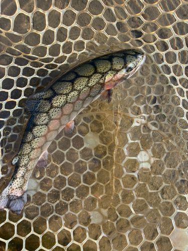 ニジマスの釣果