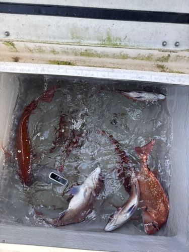 マダイの釣果