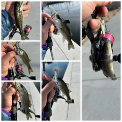 ブラックバスの釣果