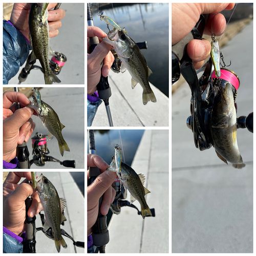 ブラックバスの釣果