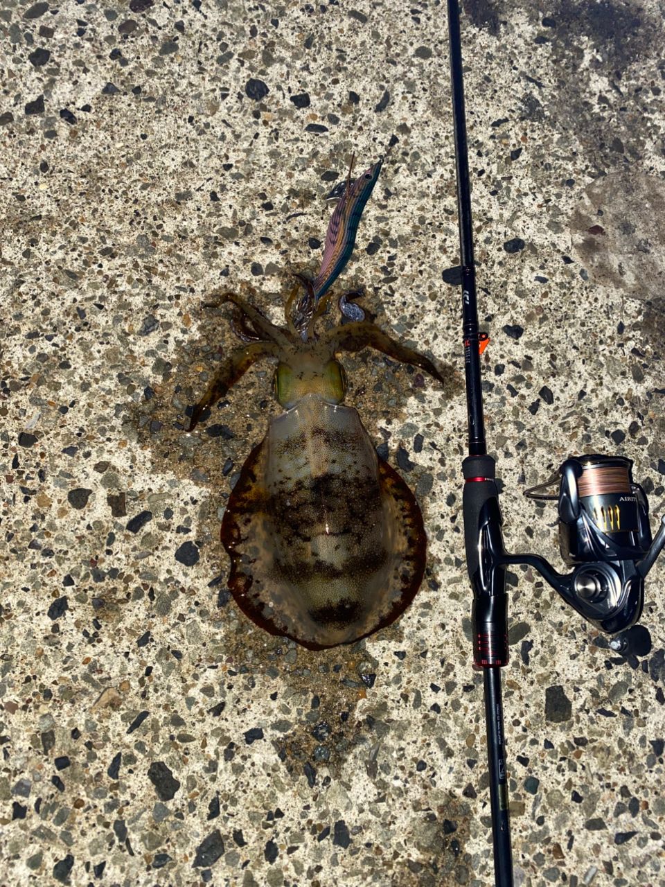 DAIWA 22エメラルダス ストイスト RT 82MHの最安値・インプレ・釣果