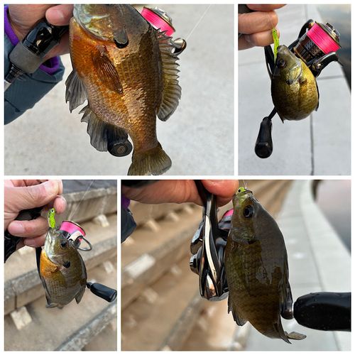 ブルーギルの釣果