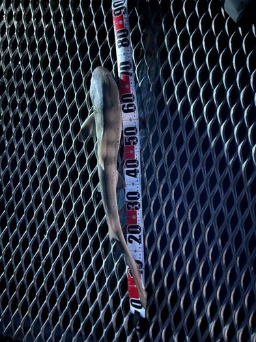 本牧海づり施設