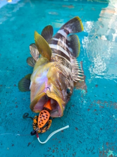 アオハタの釣果