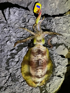 アオリイカの釣果