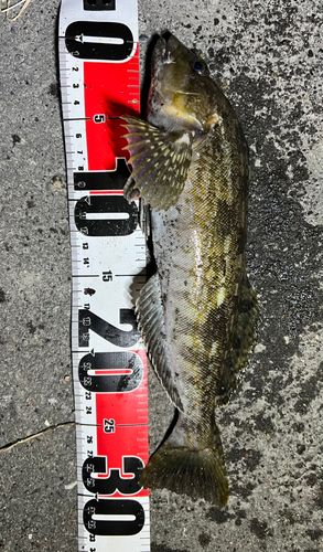 アイナメの釣果