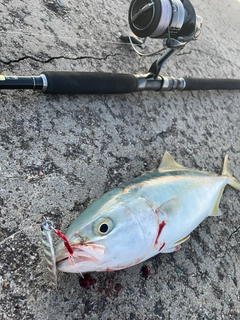 フクラギの釣果