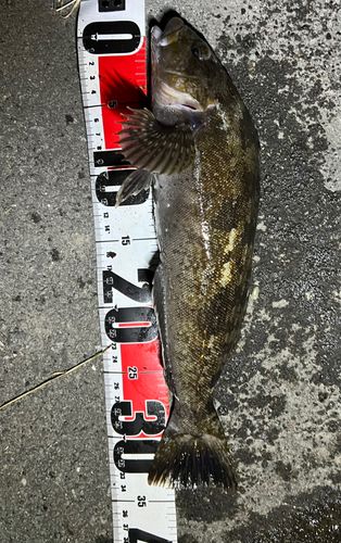 アイナメの釣果