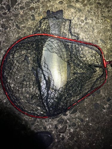 ヒラスズキの釣果