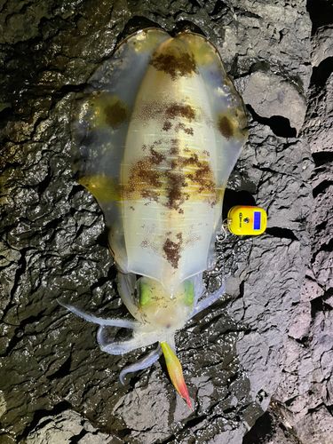 アオリイカの釣果