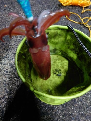ケンサキイカの釣果