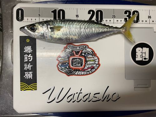 サバの釣果