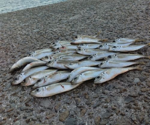 アジの釣果
