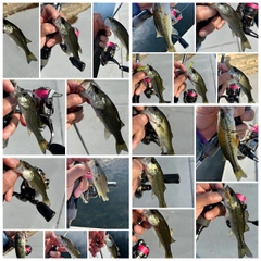 ブラックバスの釣果