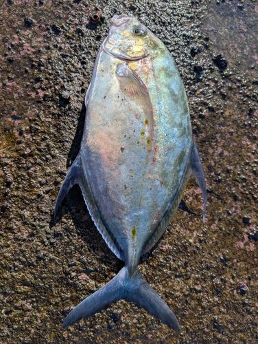 ナンヨウカイワリの釣果