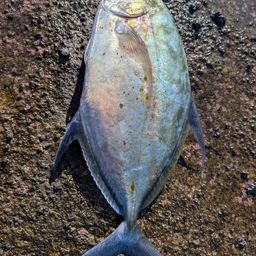 ナンヨウカイワリ