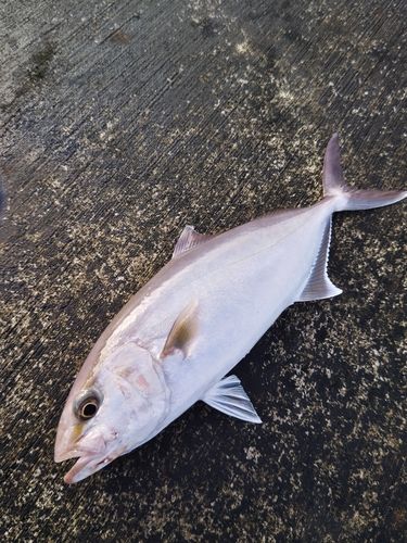 カンパチの釣果