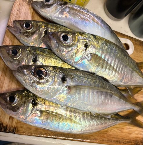 アジの釣果