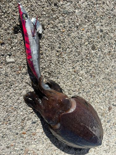 コウイカの釣果
