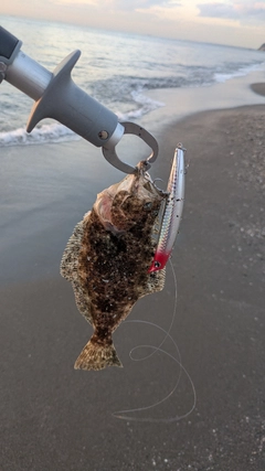 マゴチの釣果