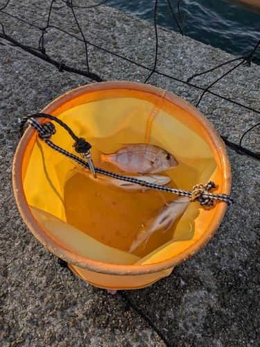 アジュール舞子